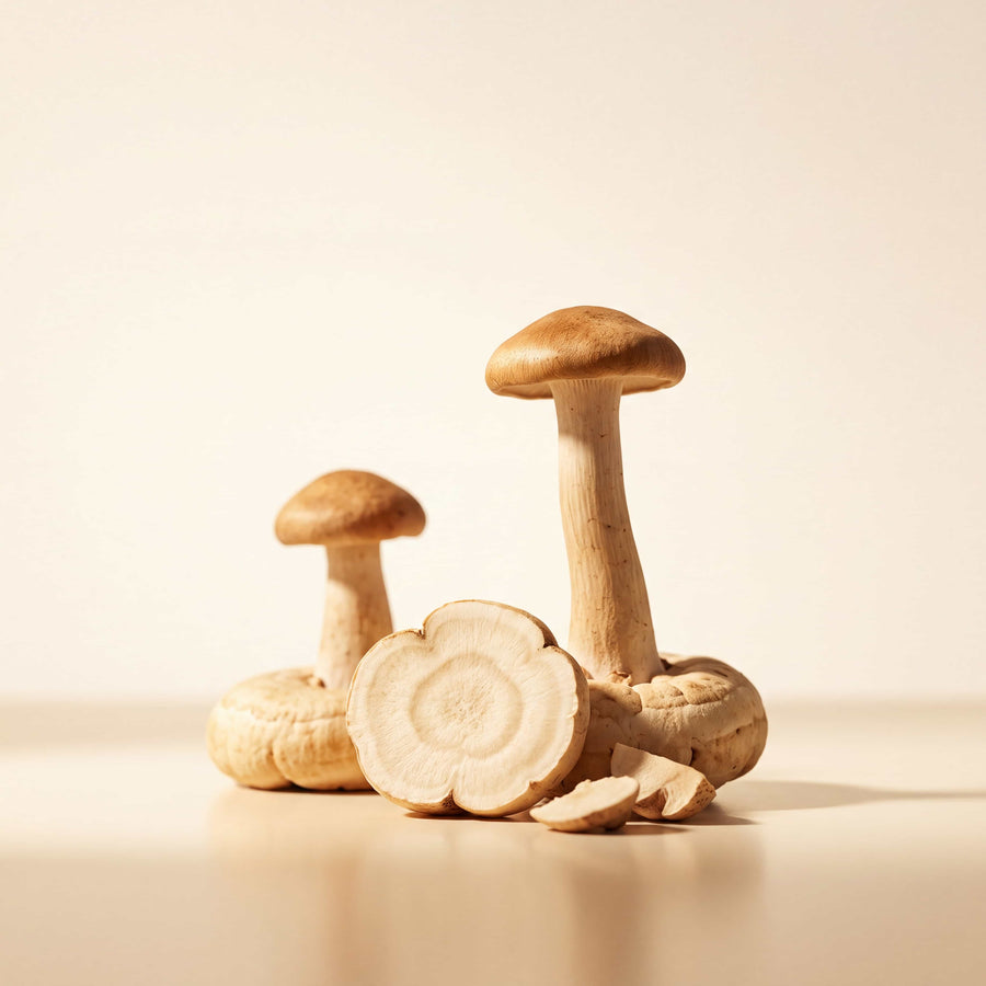 Tiger Milk Mushroom — texture or ingredient macro