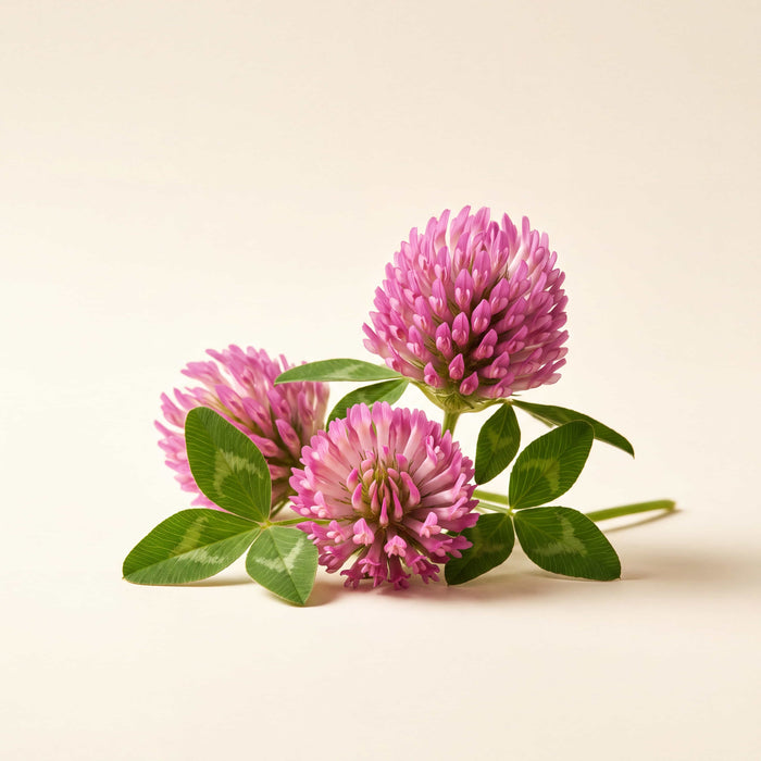 Red Clover Extract