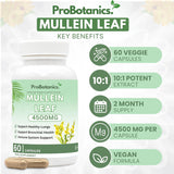 Mullein Leaf Capsules