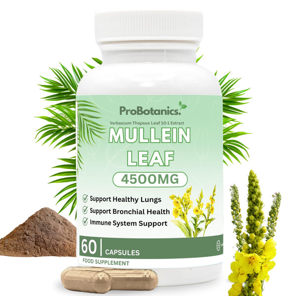 Mullein Leaf capsules — bottle front with 4500mg label, loose capsules, powder and yellow mullein flowers