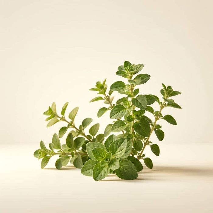 Oregano Leaf Extract