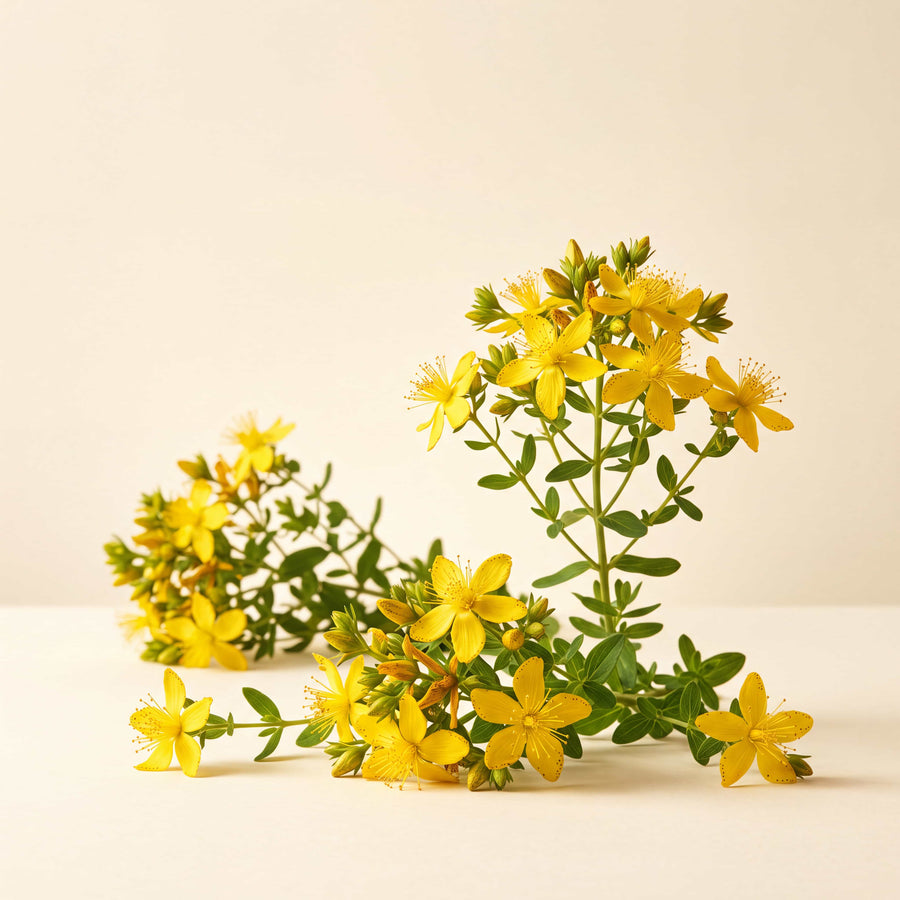 St John's Wort — texture or ingredient macro