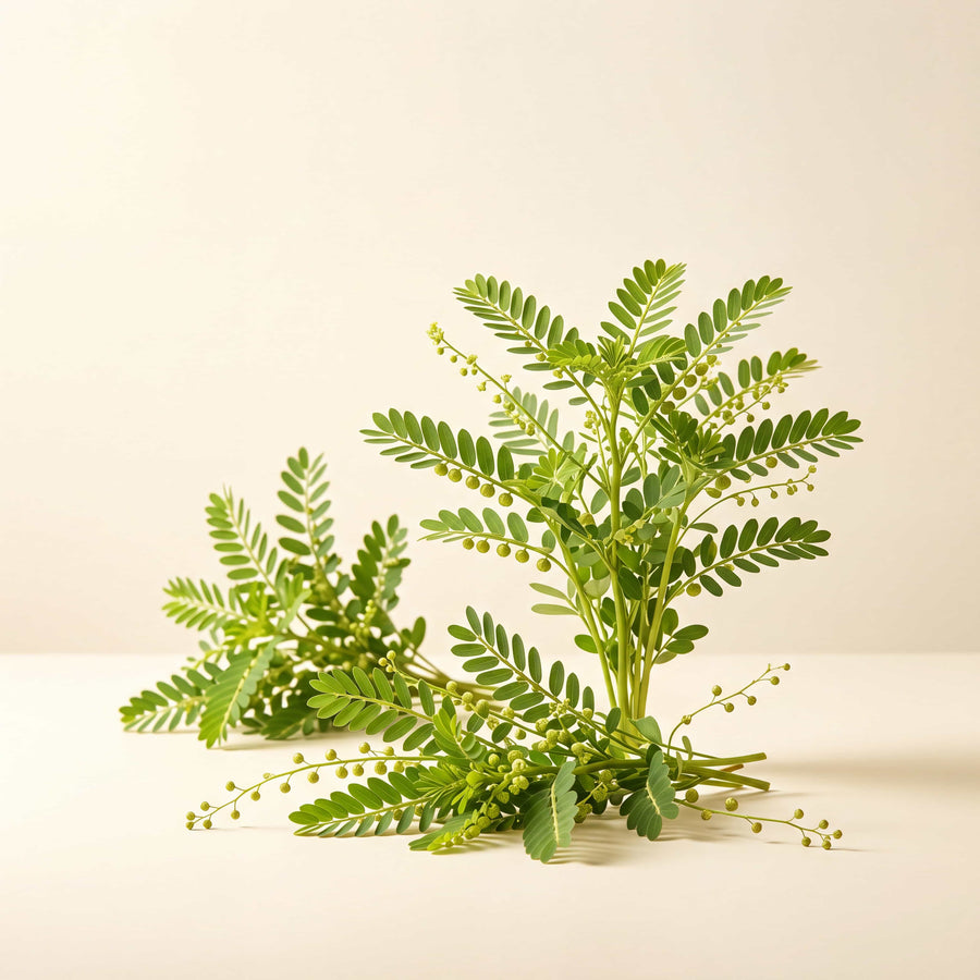 Chanca Piedra — texture or ingredient macro