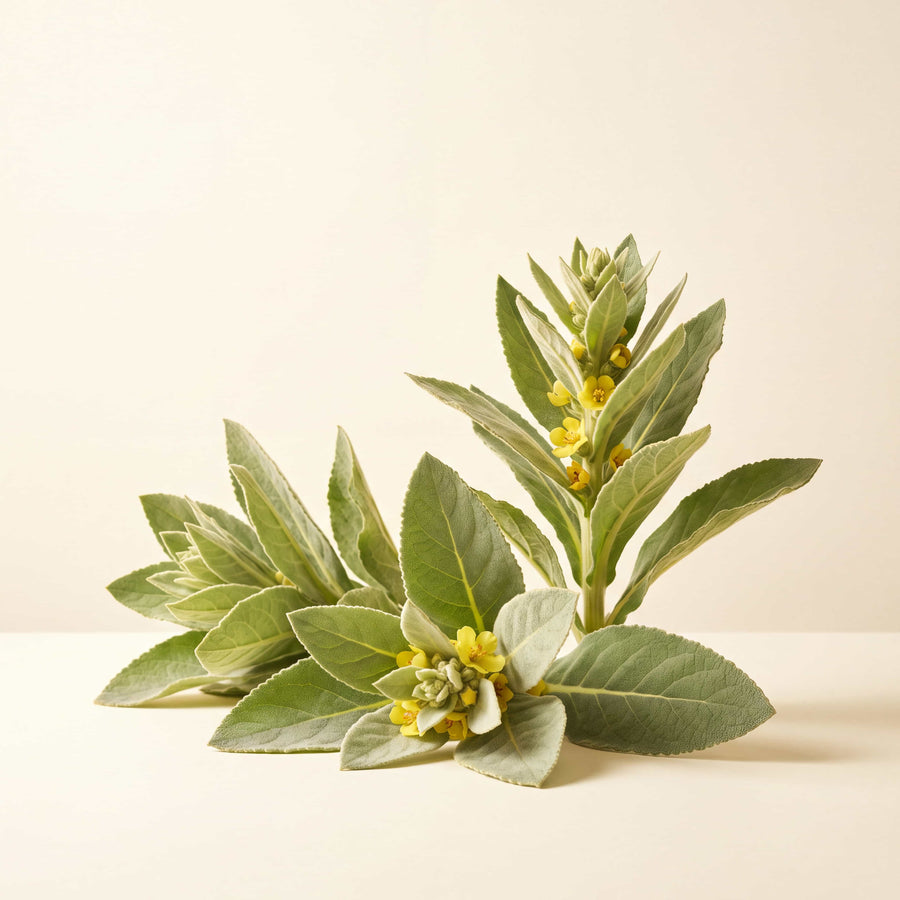 Mullein Leaf — texture or ingredient macro