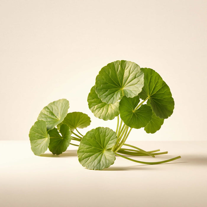 Gotu Kola Extract