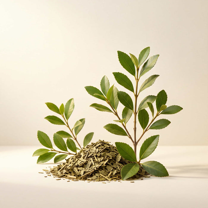 Yerba Mate Extract
