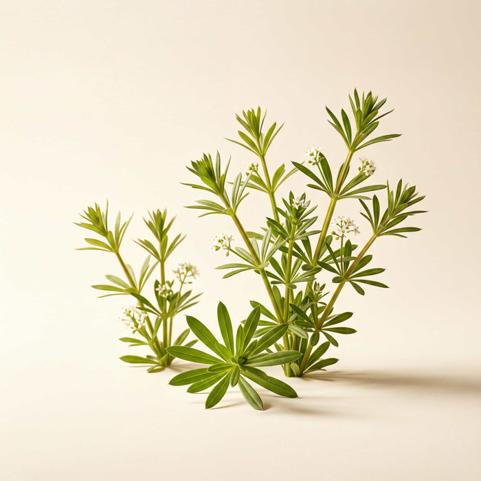 Cleavers Extract
