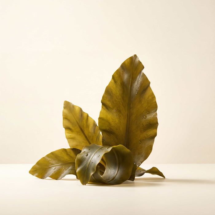 Kelp Extract